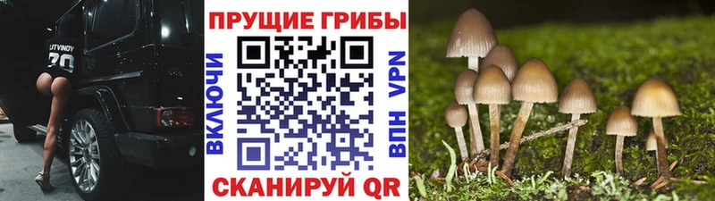 что такое   Инсар  Галлюциногенные грибы Magic Shrooms 